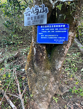 百年以上野生古茶樹(shù)