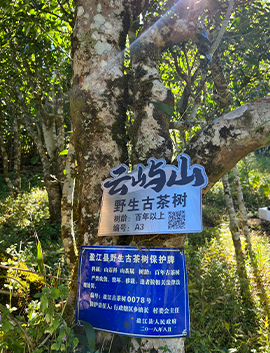 百年以上野生古茶樹(shù)